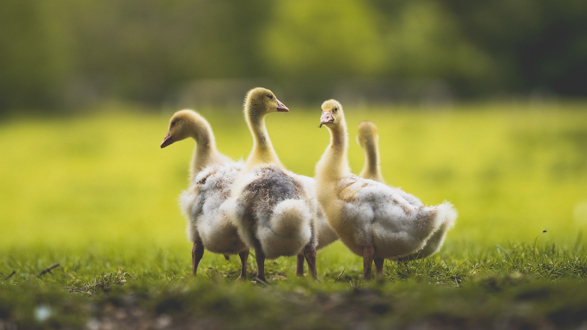开云体育app入口-中国男篮提升罚球稳定性减少关键失分，中国男篮新规则