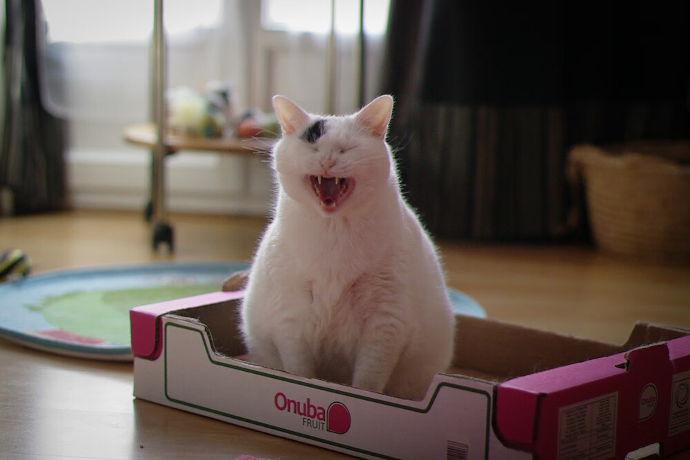 开云体育在线-中立B蝶泳战术保守，后程发力成关键，蝶泳臂力训练