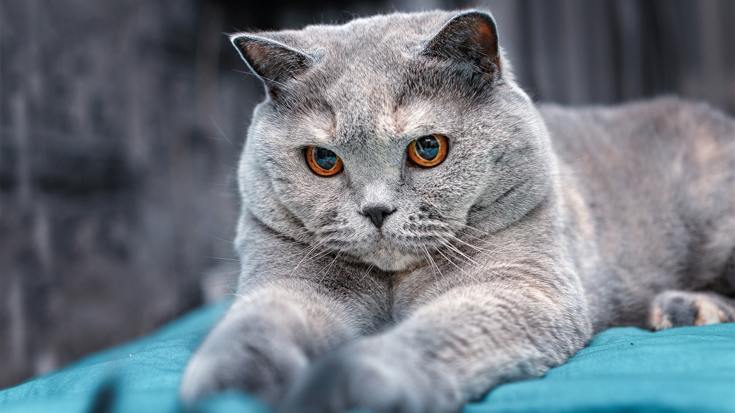 开云体育足球-体育社团活动纳入综合素质评价体系，体育社团活动纳入综合素质评价体系吗  第3张