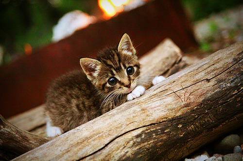 开云体育网站-深圳领航队加强赛场临场应变提高战术灵活性，深圳领航者队