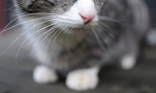 开云体育网站-深圳领航队加强赛场临场应变提高战术灵活性，深圳领航者队