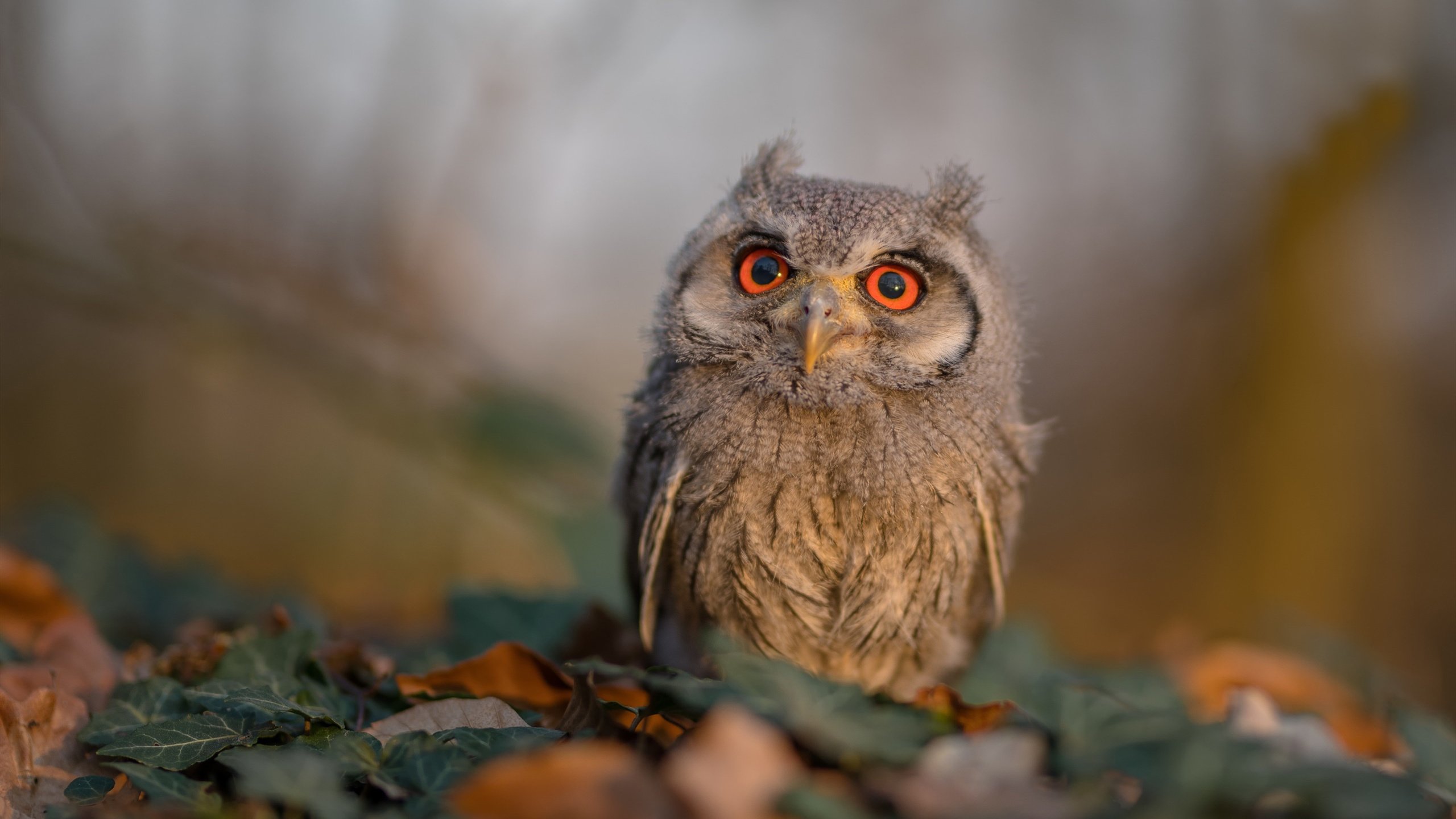 开云体育网址-滑行效率数据提升背后的训练秘诀，滑行工具有哪些