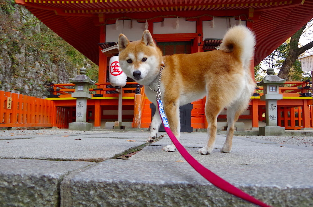 开云体育网址-职业联赛主场氛围建设是否能常态化，职业联赛足球场尺寸