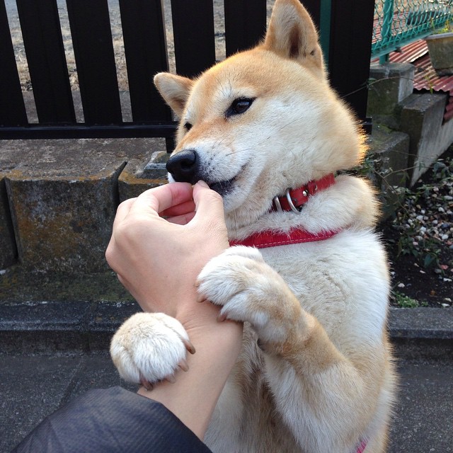 开云官网-青少年体育技能等级证书试点省份扩大，全国青少年体育等级考试证书  第2张