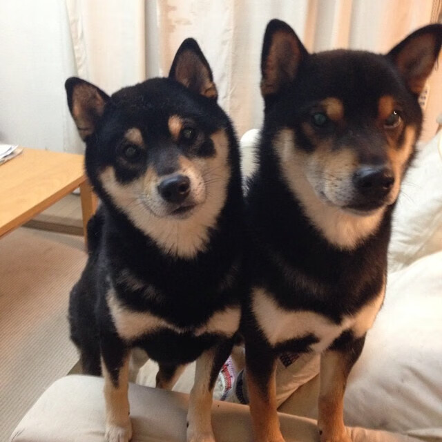 开云体育下载-斯洛伐克男篮在欧洲预赛中争夺资格,迈向更广舞台,斯洛伐克男篮实力