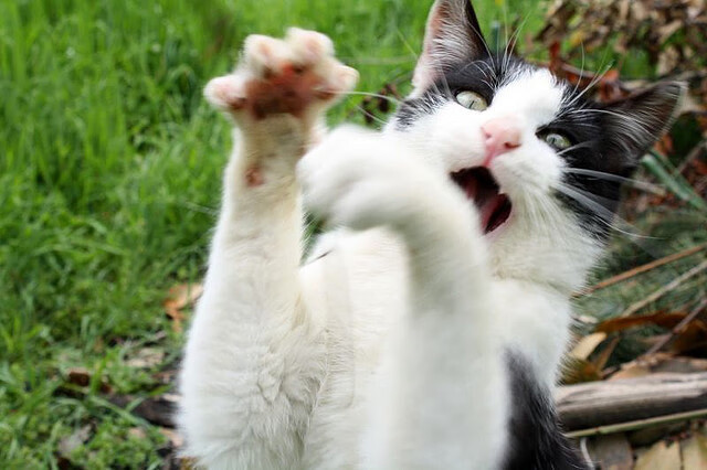 开云体育娱乐-校园足球联赛设置学术积分支持学生综合发展，校园足球比赛积分表