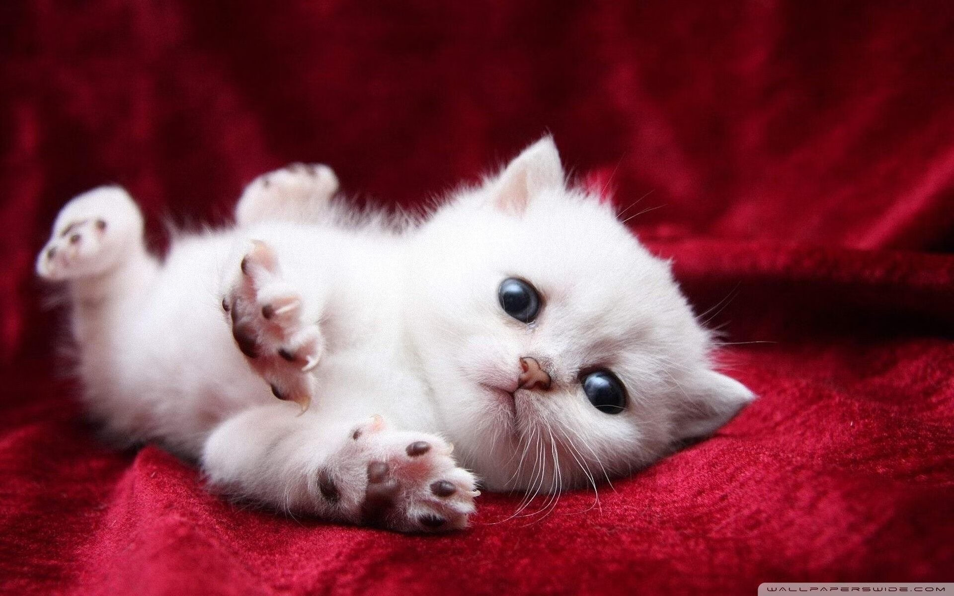 开云在线入口-爱尔兰橄榄球赛事成为欧洲关注焦点，爱尔兰篮球